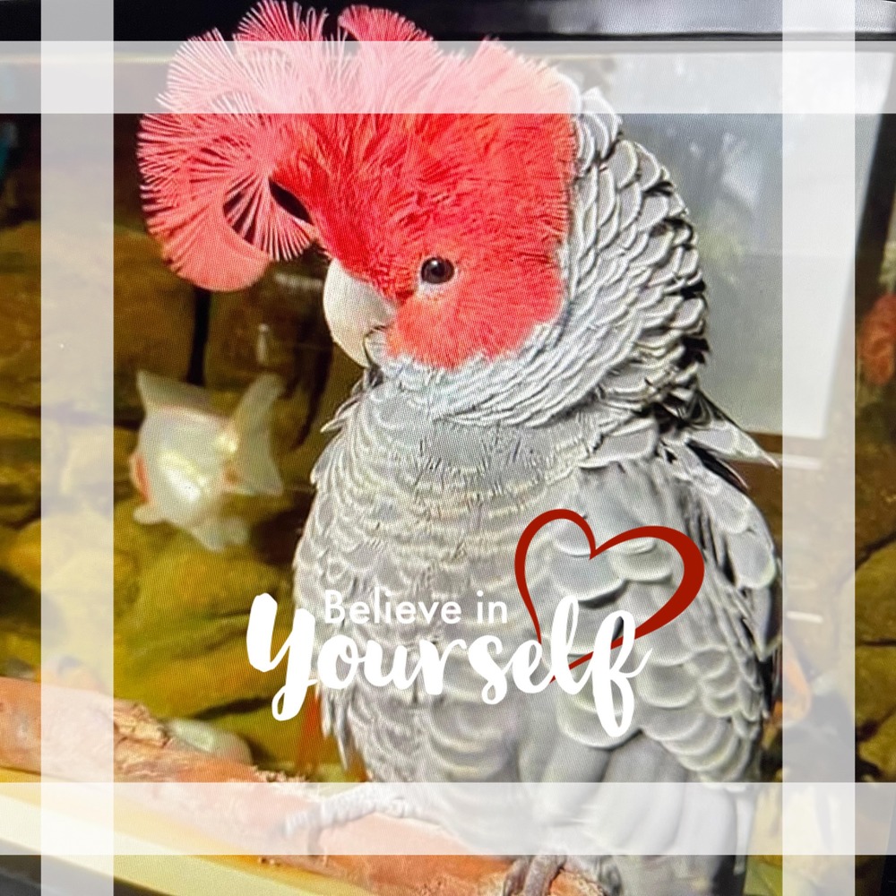 Meet your Posher, Chosen